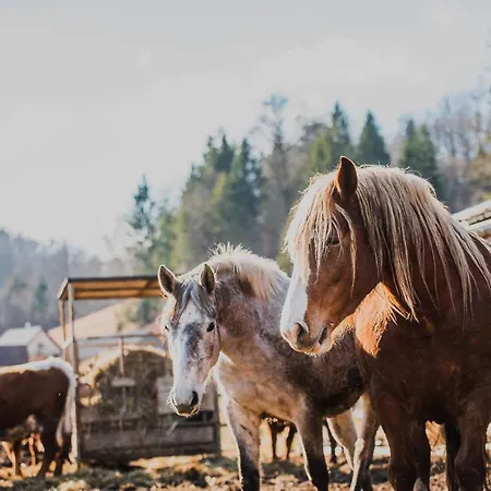 Wooden Zurej With Hot Tub *