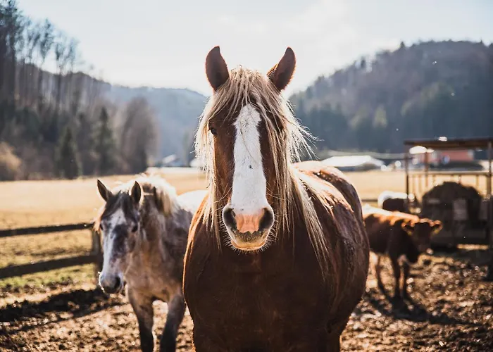 Wooden Zurej With Hot Tub Chalet
