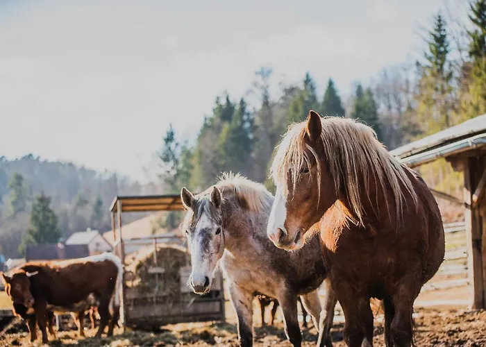 Wooden Zurej With Hot Tub *