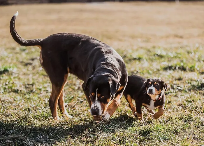 Wooden Zurej With Hot Tub Chalet Bukovje v Babni Gori